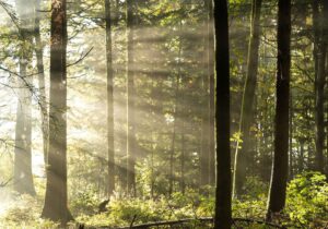 Beautiful misty forest with sunlight streaming through the trees in Lausanne.
