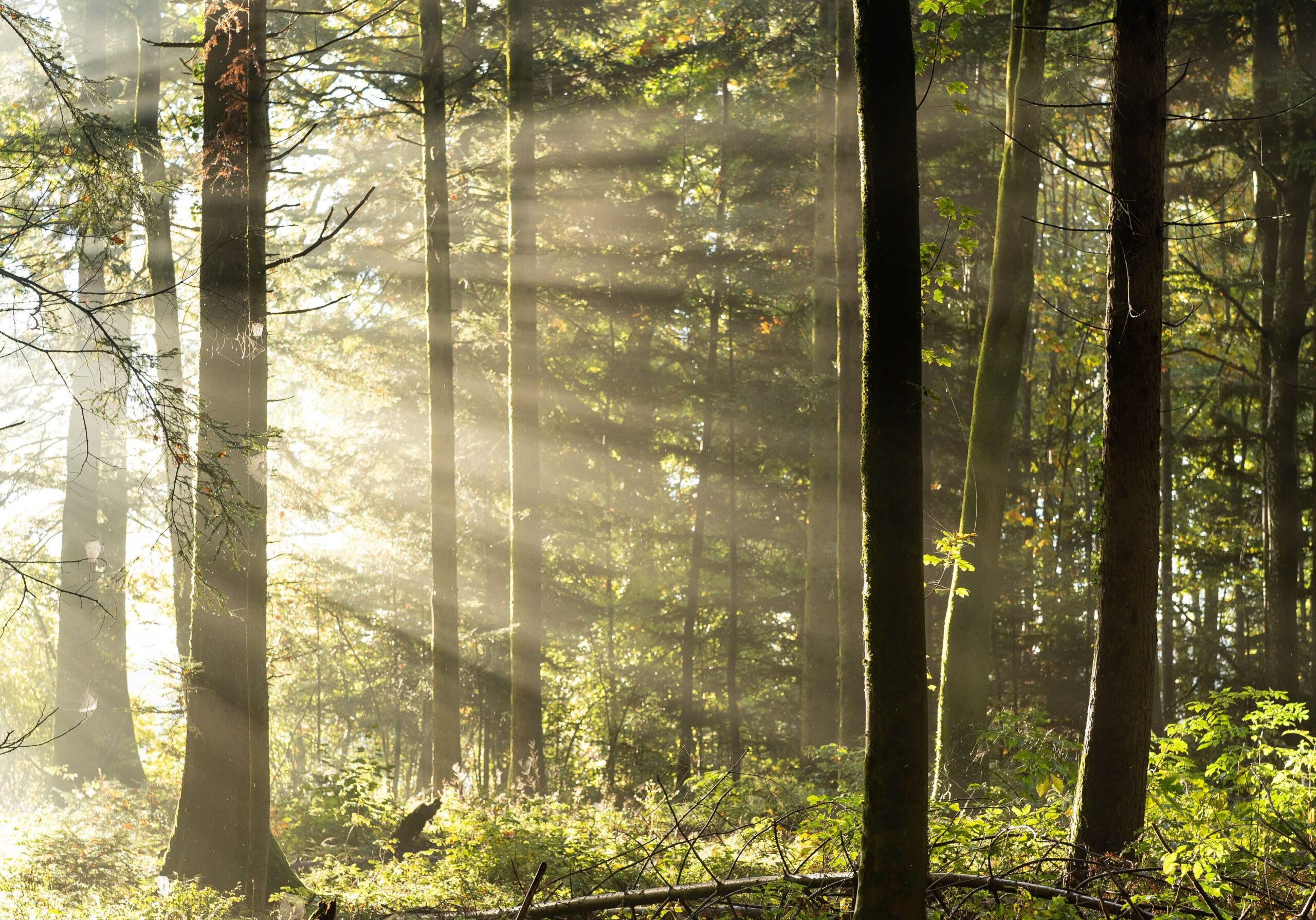 Beautiful misty forest with sunlight streaming through the trees in Lausanne.